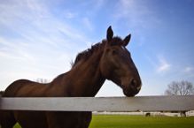 After moving to San Francisco, you may want to take up horseback riding as a sport. Find out more about equestrian opportunities in San Francisco.