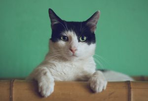 moving cross country with pets